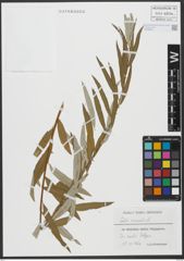 Foto von Salix viminalis L.